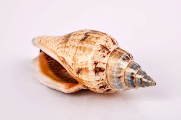 Sea Seashell White Background — Stock Photo, Image