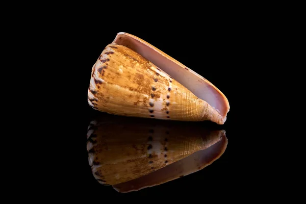 Sea Seashell Black Background — Stock Photo, Image