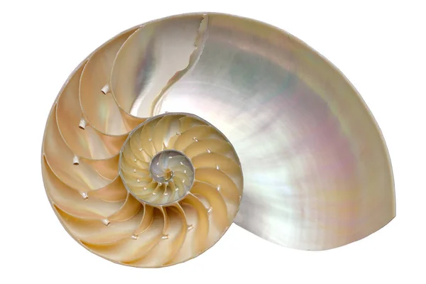 Beyaz arka plan üzerinde izole nautilus kabuğu bölümü