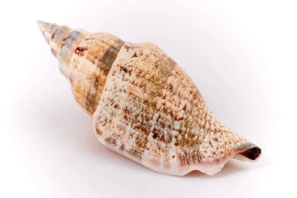 Sea Seashell White Background — Stock Photo, Image