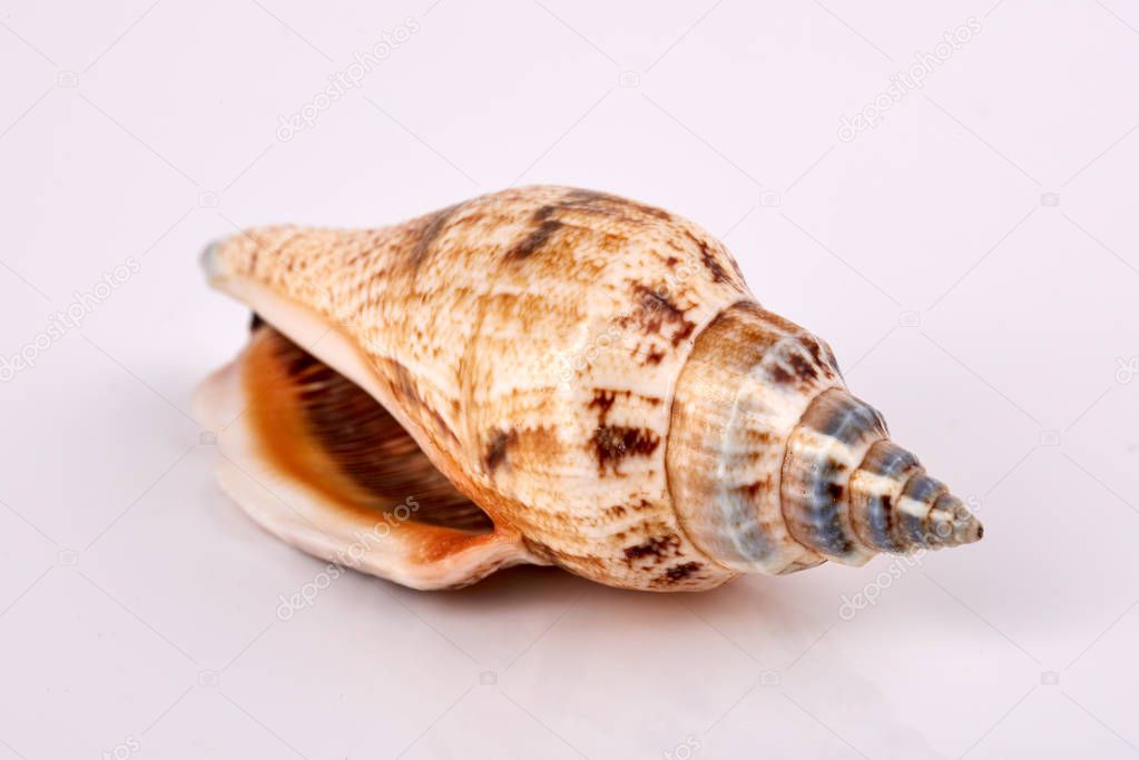 Sea seashell on a white  background.