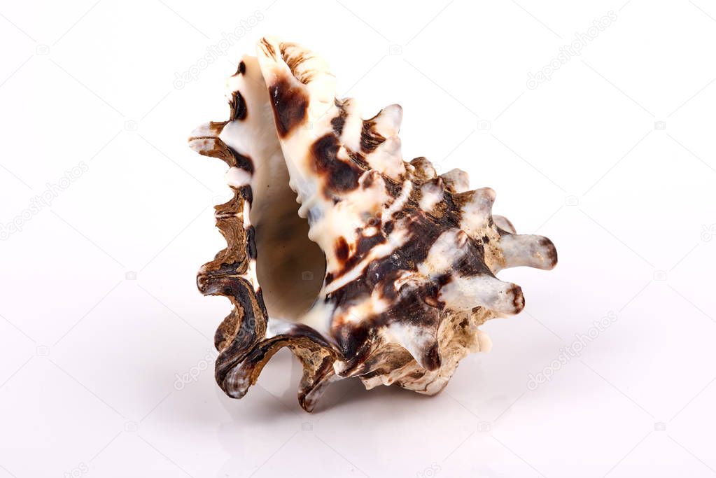 Sea seashell on a white  background.