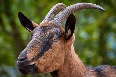 Gruptaki yerli keçi