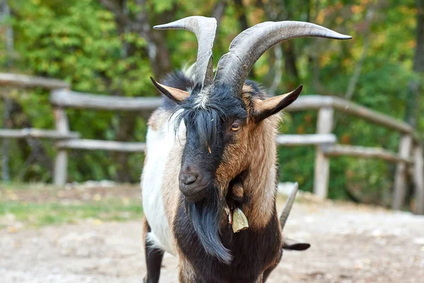 Domestic Goat Farm — Stock Photo, Image