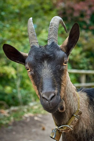 Chèvre Domestique Dans Ferme — Photo