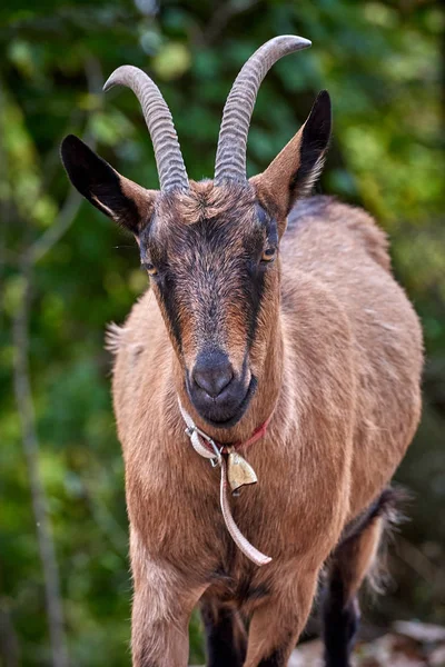 Cabra Doméstica Granja — Foto de Stock