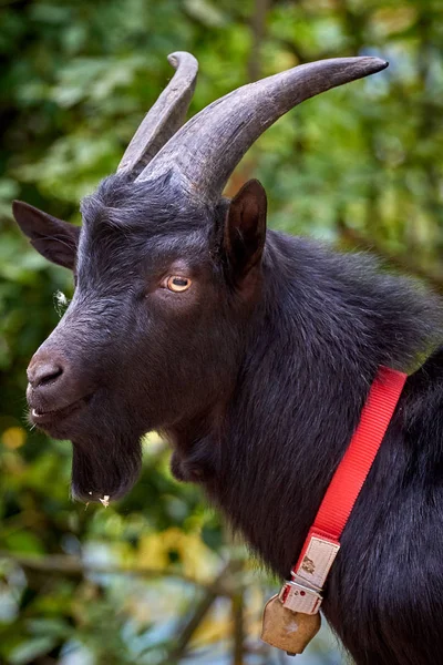 Domestic Goat Farm — Stock Photo, Image