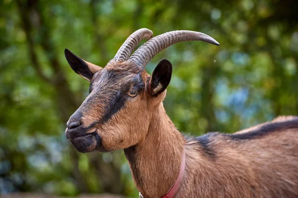 Cabra Doméstica Granja — Foto de Stock