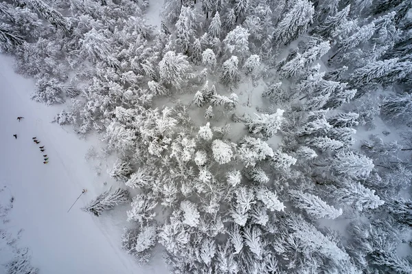 Beau Paysage Hivernal Avec Vue Aérienne Sur Les Arbres Recouverts — Photo