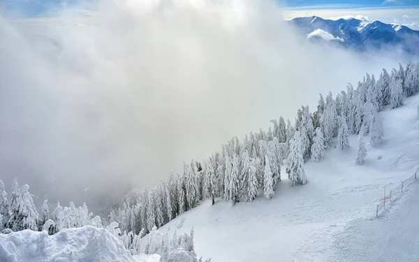 Hava üzerinde Karpatlar dağlarda muhteşem kayak pistleri, Panoramic görünümü üzerinde kayak pisti Poiana Brasov kayak merkezi Transilvanya, Romanya, Avrupa'da kış sezon karla kaplı çam ormanı