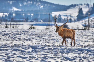 Doğada kış zaman, Romanya, Avrupa'nın Karpat kahverengi deer(Cervus elaphus)