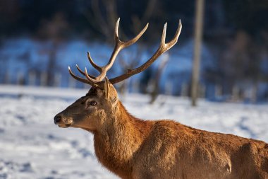 Doğada kış zaman, Romanya, Avrupa'nın Karpat kahverengi deer(Cervus elaphus)