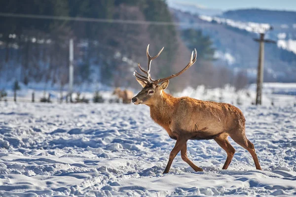 Karpaten Bruin Deer Cervus Elaphus Natuur Winter Tijd Roemenië Europa — Stockfoto