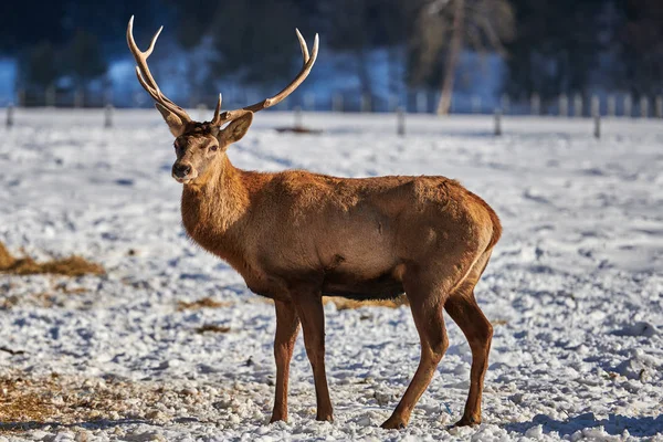 Karpatenbraunhirsche Cervus Elaphus Der Natur Winter Rumänien Europa — Stockfoto