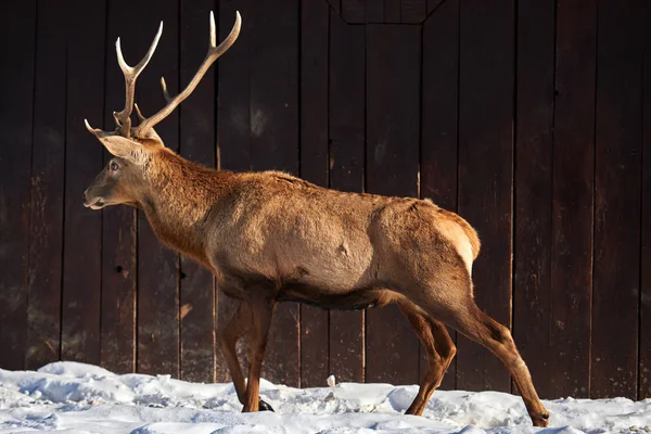 Karpatenbraunhirsche Cervus Elaphus Der Natur Winter Rumänien Europa — Stockfoto