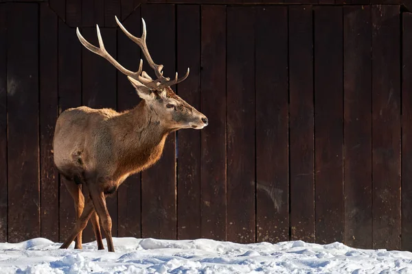 Karpatenbraunhirsche Cervus Elaphus Der Natur Winter Rumänien Europa — Stockfoto