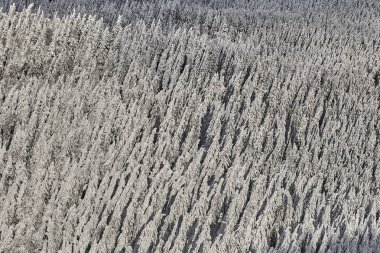 Kış sezon, dağ manzarası Poiana Brasov, Transilvanya, Romanya karla kaplı çam ormanı