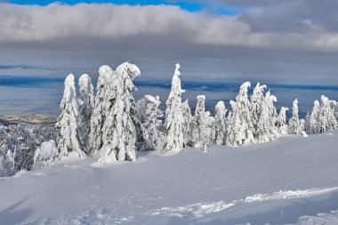 Kış sezon, dağ manzarası Poiana Brasov, Transilvanya, Romanya karla kaplı çam ormanı