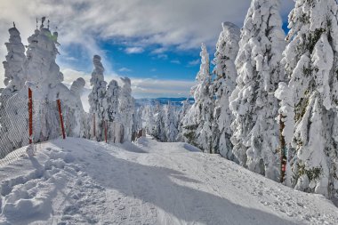 Kış sezon, dağ manzarası Poiana Brasov, Transilvanya, Romanya karla kaplı çam ormanı