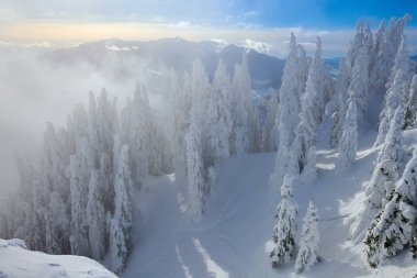 Kış sezon, dağ manzarası Poiana Brasov, Transilvanya, Romanya karla kaplı çam ormanı