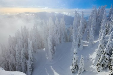 Kış sezon, dağ manzarası Poiana Brasov, Transilvanya, Romanya karla kaplı çam ormanı