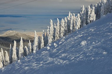 Kış sezon, dağ manzarası Poiana Brasov, Transilvanya, Romanya karla kaplı çam ormanı