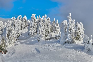 Kış sezon, dağ manzarası Poiana Brasov, Transilvanya, Romanya karla kaplı çam ormanı
