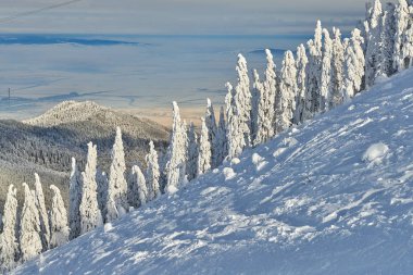 Kış sezon, dağ manzarası Poiana Brasov, Transilvanya, Romanya karla kaplı çam ormanı