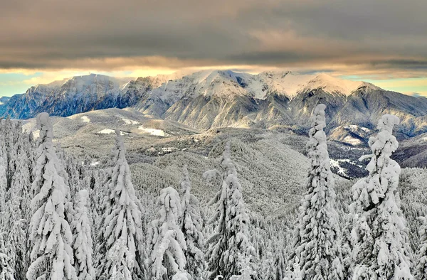 Panoramisch Uitzicht Skipiste Poiana Brasov Skigebied Transsylvanië Dennenbos Bedekt Met — Stockfoto