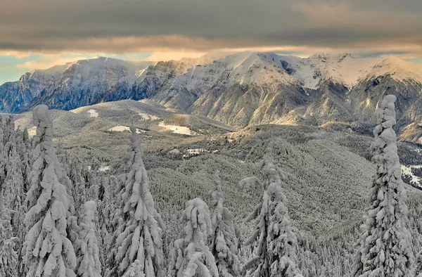 在特兰西瓦尼亚的滑雪坡波亚纳布拉索夫滑雪胜地的全景 松树森林覆盖在冬季的雪 山区景观在冬季与 Bucegi 山脉的背景 — 图库照片