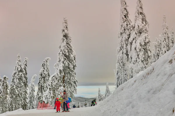 Poiana Brasov Romanya Ocak 2019 Pine Orman Kaplı Kar Üzerinde — Stok fotoğraf