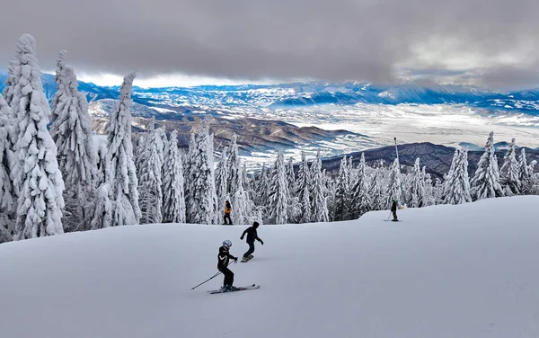 Floresta Pinheiros Coberta Neve Temporada Inverno Paisagem Montanhosa Poiana Brasov — Fotografia de Stock