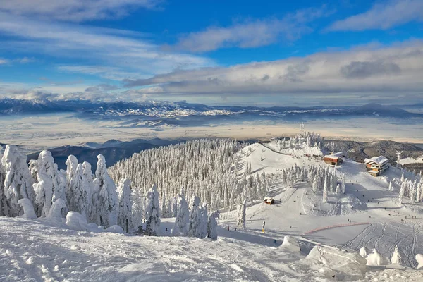 Çam orman kaplı kar kış sezonu, Poiana Brasov dağ peyzaj manzaralı kayak pisti, Transilvanya, Romanya