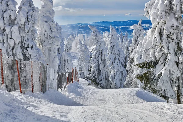 Panoramic View Ski Slope Poiana Braov Transylvania Romania Pine Forest — Stock Photo, Image