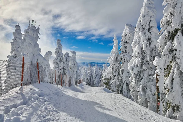 Kış Sezon Dağ Manzarası Poiana Brasov Transilvanya Romanya Karla Kaplı — Stok fotoğraf