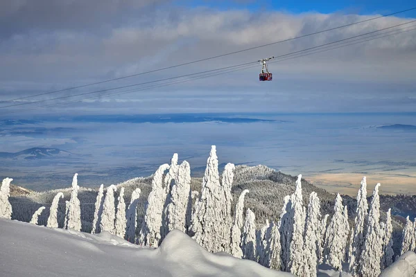 冬季被雪覆盖的松树林 罗马尼亚特兰西瓦尼亚波亚纳布拉索夫的山区景观 — 图库照片