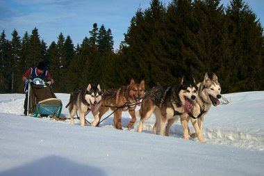 Tusnad, Romanya - 02 Şubat 2019: Ücretsiz köpek kızağı yarış yarışma köpekleri ile katılan kimliği belirsiz adam. Sporcumuz ezme köpek kızağı güneşli bir günde kar kış rekabet yarışında üzerinde çalışır