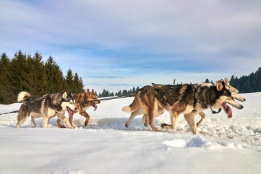 Siberian dış yapraklar köpekler açık havada, yarış köpek kızağı yarışmaya katılan bir husky köpekleri portresi