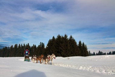 Tusnad, Romanya - 02 Şubat 2019: Ücretsiz köpek kızağı yarış yarışma köpekleri ile katılan kimliği belirsiz adam. Sporcumuz ezme köpek kızağı güneşli bir günde kar kış rekabet yarışında üzerinde çalışır