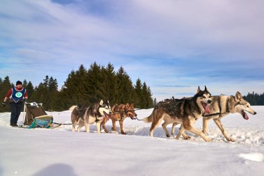 Tusnad, Romanya - 02 Şubat 2019: Ücretsiz köpek kızağı yarış yarışma köpekleri ile katılan kimliği belirsiz adam. Sporcumuz ezme köpek kızağı güneşli bir günde kar kış rekabet yarışında üzerinde çalışır