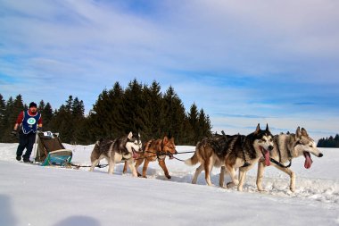 Tusnad, Romanya - 02 Şubat 2019: Ücretsiz köpek kızağı yarış yarışma köpekleri ile katılan kimliği belirsiz adam. Sporcumuz ezme köpek kızağı güneşli bir günde kar kış rekabet yarışında üzerinde çalışır