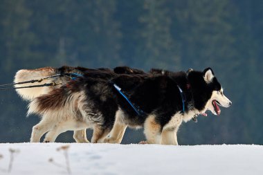 Siberian dış yapraklar köpekler açık havada, yarış köpek kızağı yarışmaya katılan bir husky köpekleri portresi