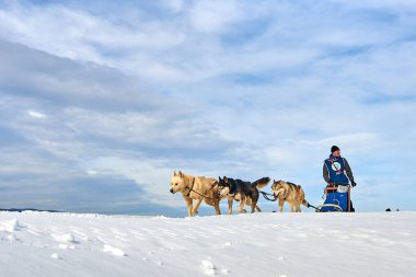 Tusnad, Romanya - 02 Şubat 2019: Ücretsiz köpek kızağı yarış yarışma köpekleri ile katılan kimliği belirsiz adam. Sporcumuz ezme köpek kızağı güneşli bir günde kar kış rekabet yarışında üzerinde çalışır