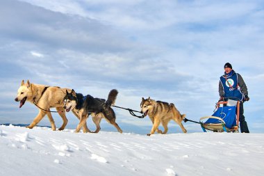 Tusnad, Romanya - 02 Şubat 2019: Ücretsiz köpek kızağı yarış yarışma köpekleri ile katılan kimliği belirsiz adam. Sporcumuz ezme köpek kızağı güneşli bir günde kar kış rekabet yarışında üzerinde çalışır
