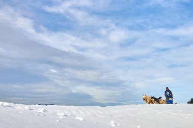 Tusnad, Romanya - 02 Şubat 2019: Ücretsiz köpek kızağı yarış yarışma köpekleri ile katılan kimliği belirsiz adam. Sporcumuz ezme köpek kızağı güneşli bir günde kar kış rekabet yarışında üzerinde çalışır