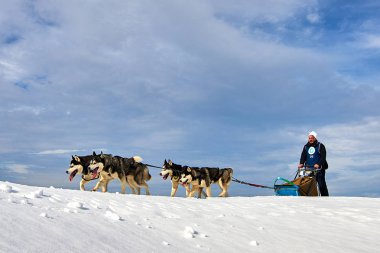 Tusnad, Romanya - 02 Şubat 2019: Ücretsiz köpek kızağı yarış yarışma köpekleri ile katılan kimliği belirsiz adam. Sporcumuz ezme köpek kızağı güneşli bir günde kar kış rekabet yarışında üzerinde çalışır