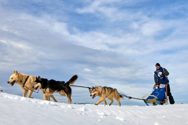Tusnad, Romanya - 02 Şubat 2019: Ücretsiz köpek kızağı yarış yarışma köpekleri ile katılan kimliği belirsiz adam. Sporcumuz ezme köpek kızağı güneşli bir günde kar kış rekabet yarışında üzerinde çalışır