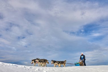 Tusnad, Romanya - 02 Şubat 2019: Ücretsiz köpek kızağı yarış yarışma köpekleri ile katılan kimliği belirsiz adam. Sporcumuz ezme köpek kızağı güneşli bir günde kar kış rekabet yarışında üzerinde çalışır