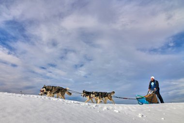 Tusnad, Romanya - 02 Şubat 2019: Ücretsiz köpek kızağı yarış yarışma köpekleri ile katılan kimliği belirsiz adam. Sporcumuz ezme köpek kızağı güneşli bir günde kar kış rekabet yarışında üzerinde çalışır
