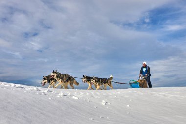 Tusnad, Romanya - 02 Şubat 2019: Ücretsiz köpek kızağı yarış yarışma köpekleri ile katılan kimliği belirsiz adam. Sporcumuz ezme köpek kızağı güneşli bir günde kar kış rekabet yarışında üzerinde çalışır